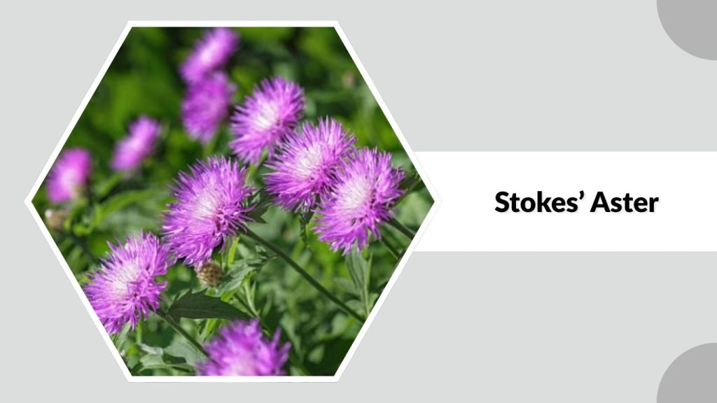 Stokes’ Aster