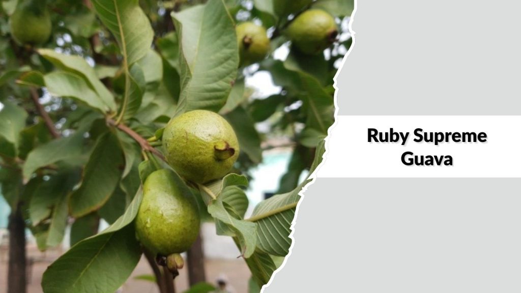  Ruby Supreme Guava