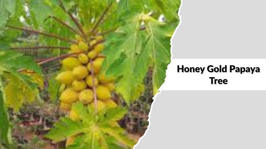 Honey Gold Papaya Tree