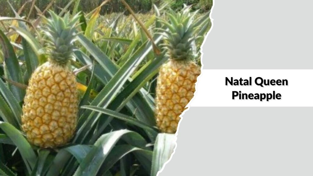 Natal Queen Pineapple