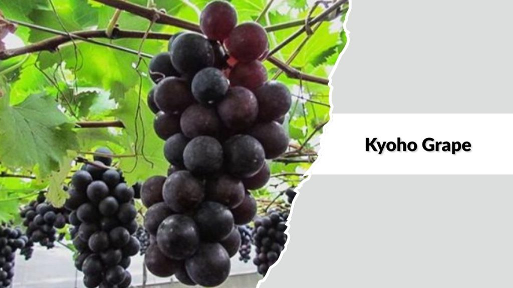 Kyoho Grape