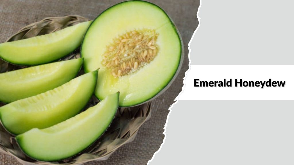Emerald Honeydew