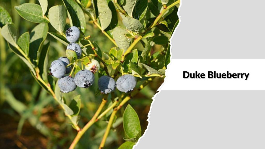 Duke Blueberry