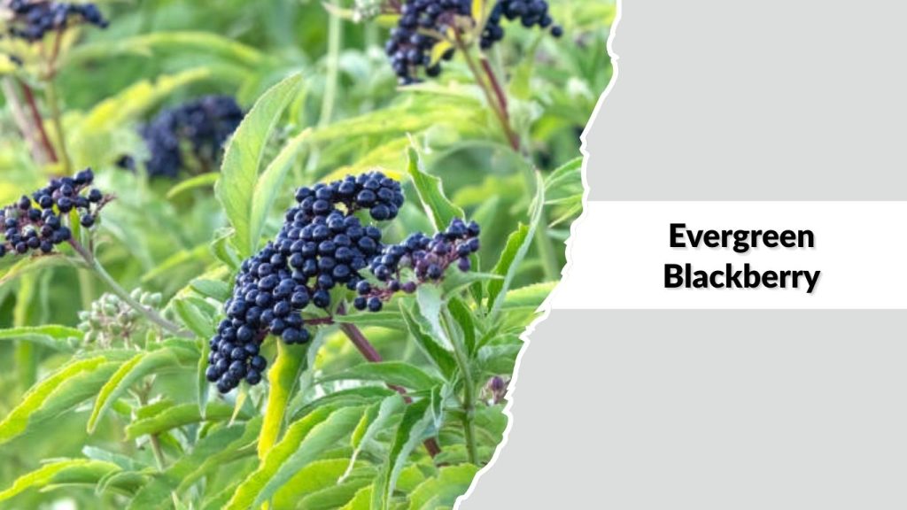 Evergreen Blackberry