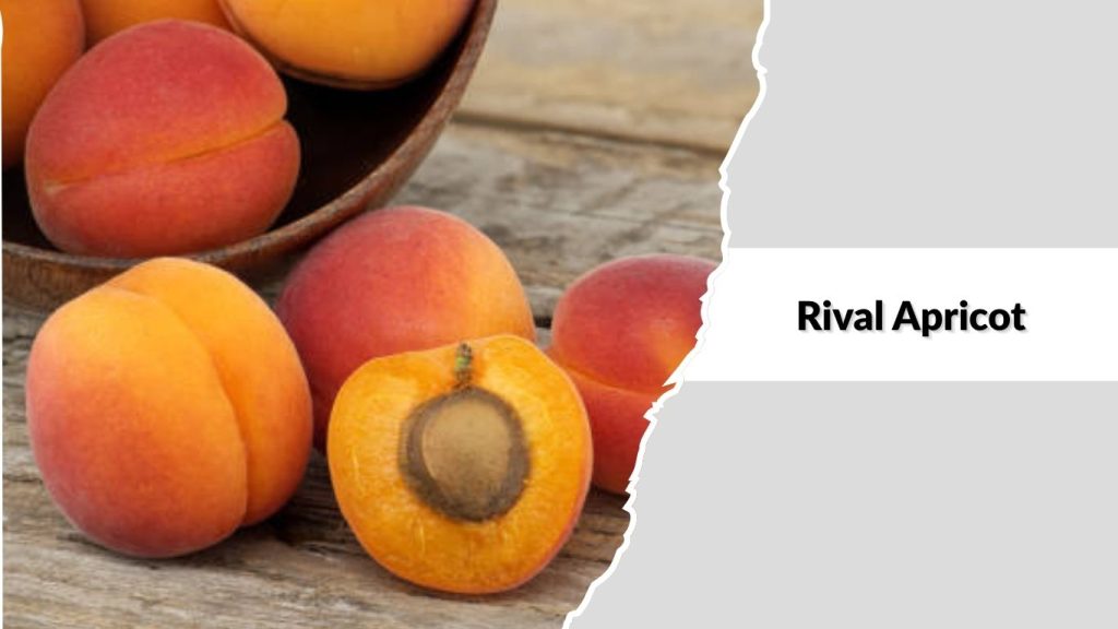 Rival Apricot