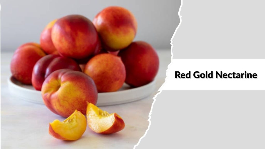 Red Gold Nectarine
