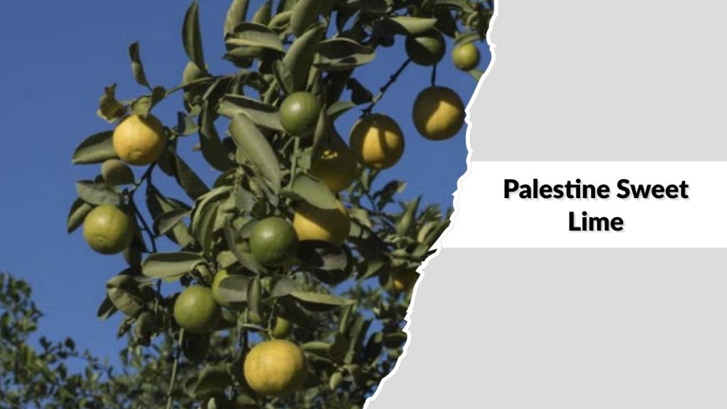 Palestine Sweet Lime