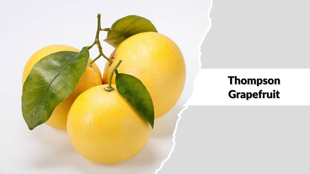 Thompson Grapefruit