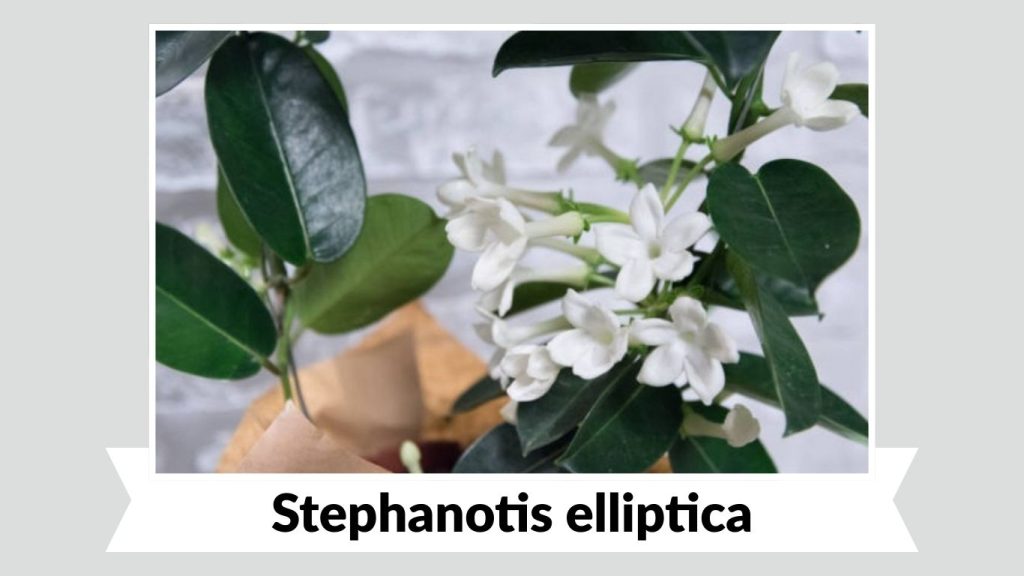 Stephanotis elliptica