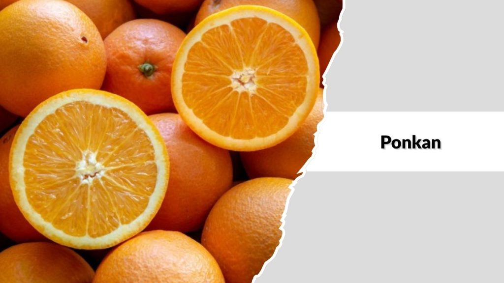 Ponkan