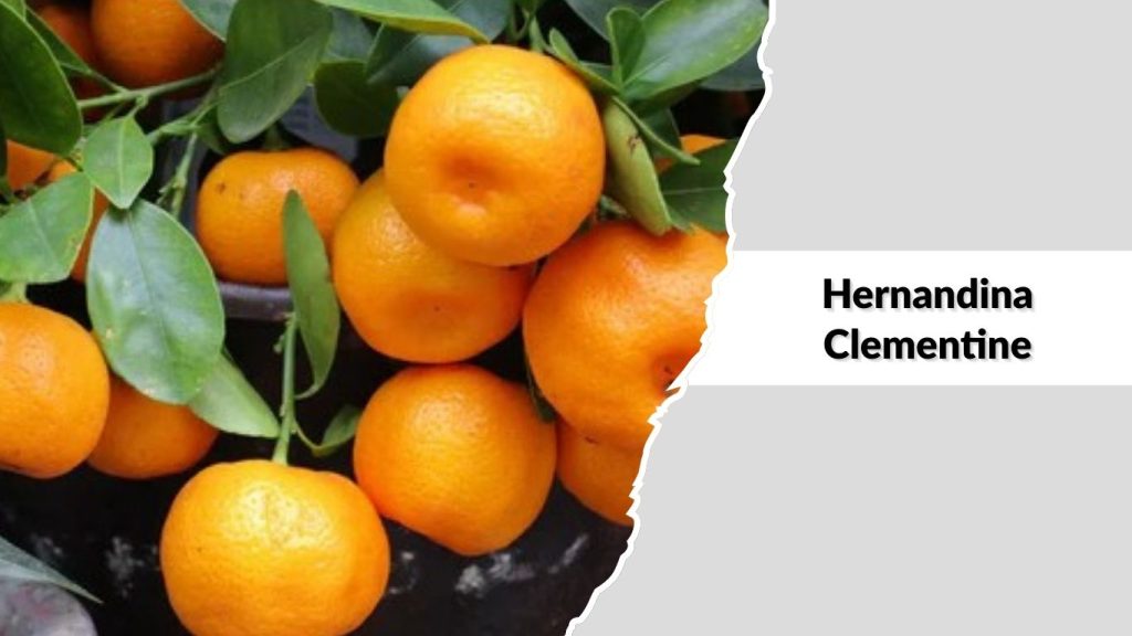 Hernandina Clementine