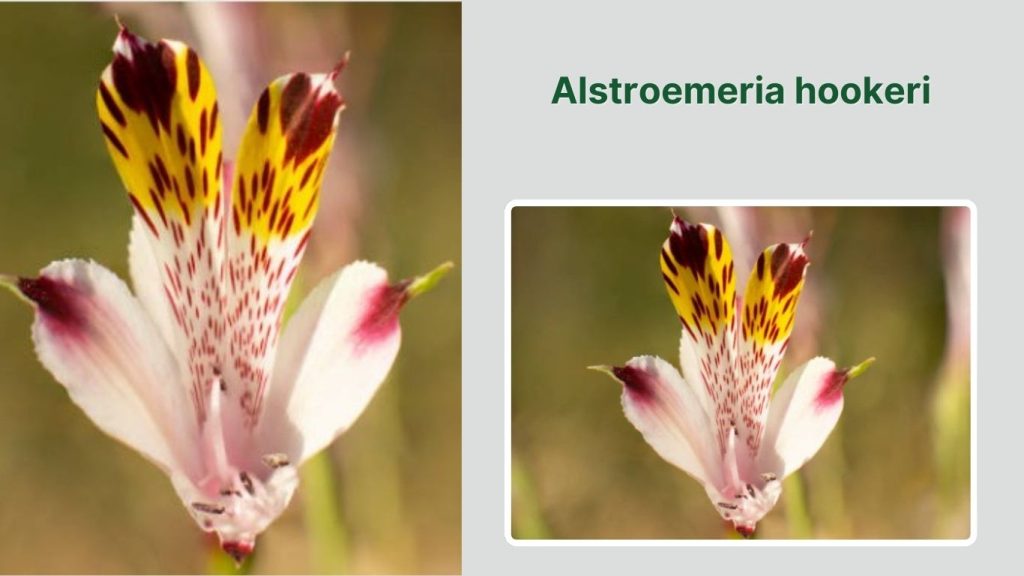 Alstroemeria hookeri