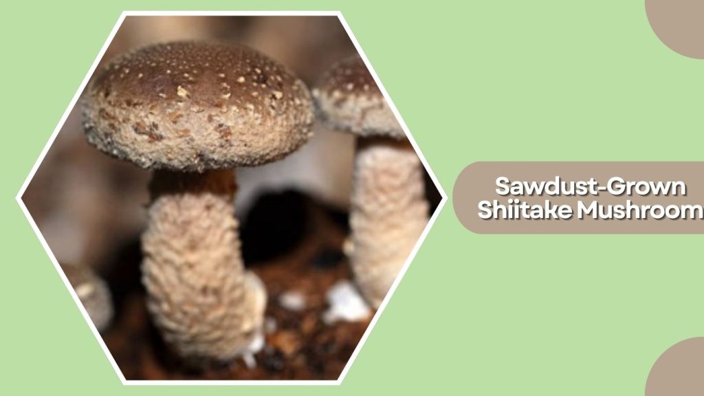 Sawdust-Grown Shiitake Mushroom