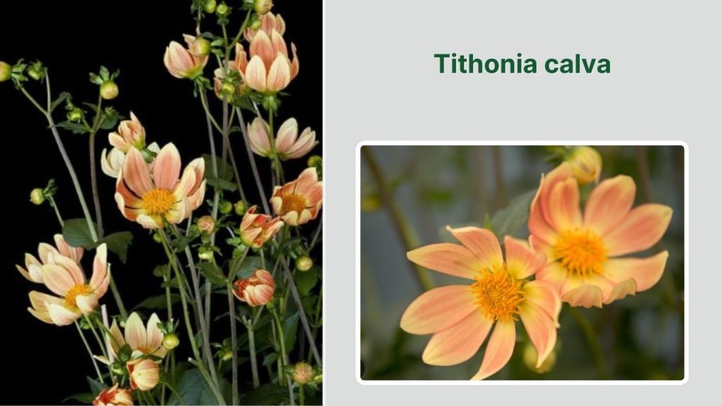 Tithonia calva