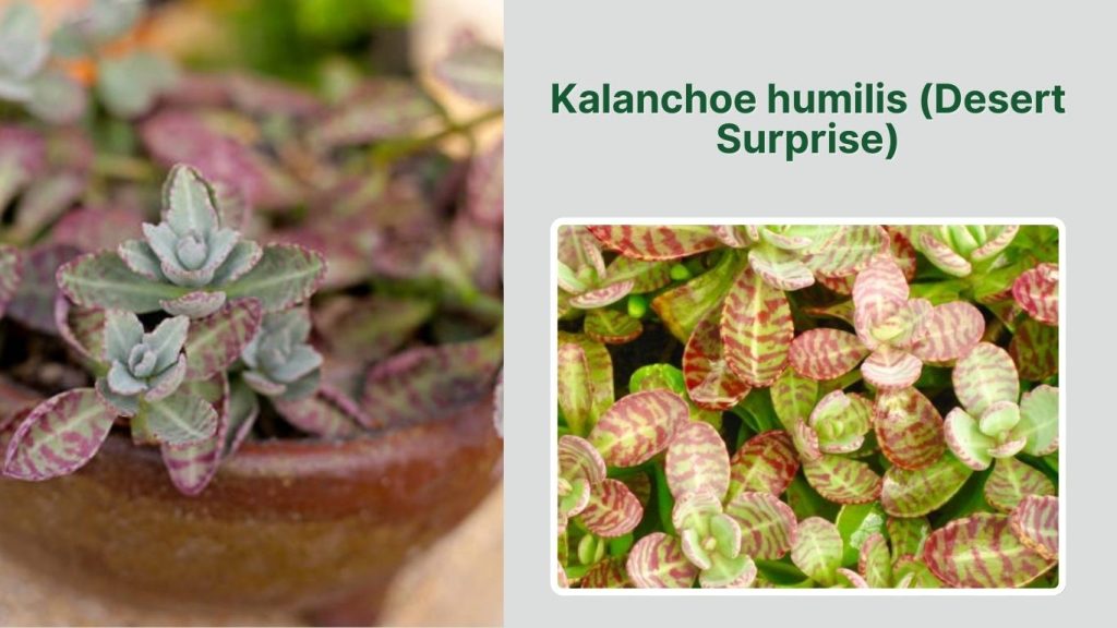 Kalanchoe humilis (Desert Surprise)