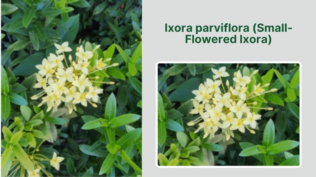 Ixora parviflora (Small-Flowered Ixora)