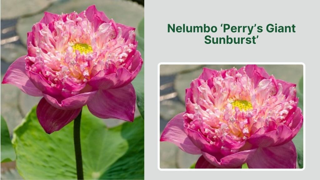 Nelumbo ‘Perry’s Giant Sunburst’