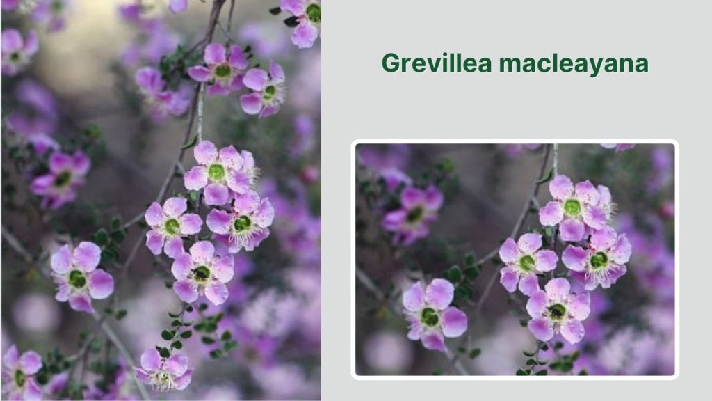 Grevillea macleayana