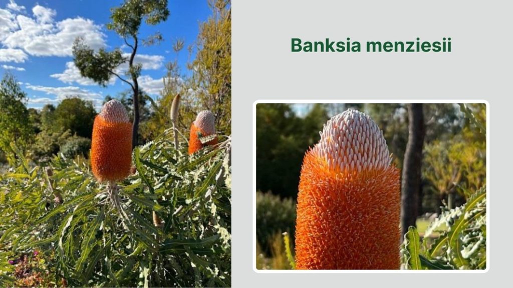 Banksia menziesii