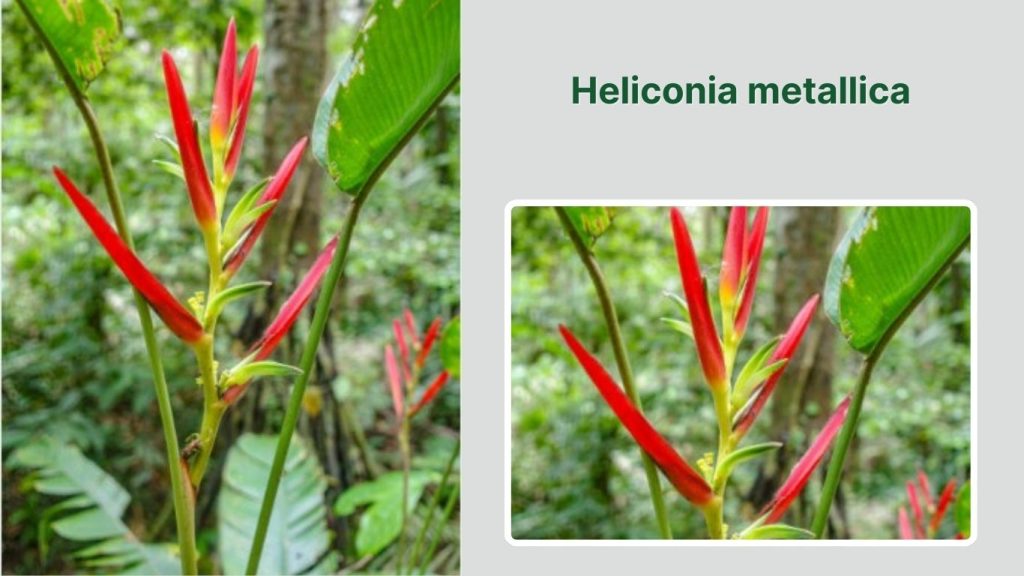 Heliconia metallica