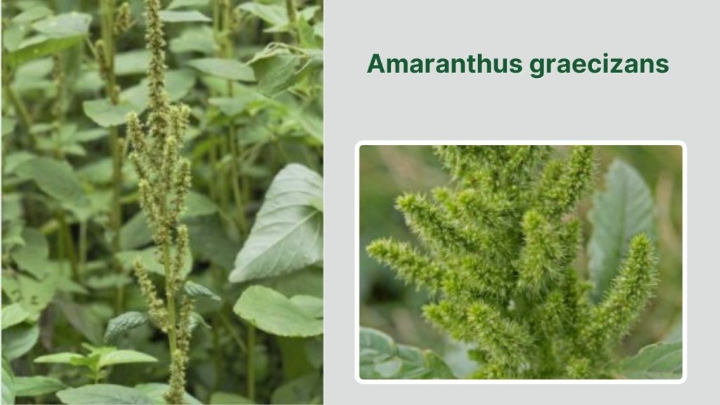 Amaranthus graecizans