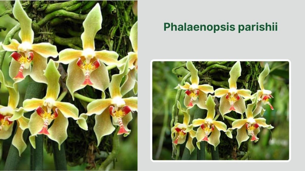Phalaenopsis parishii