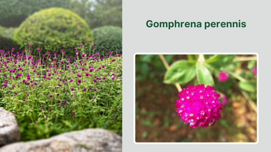 Gomphrena perennis