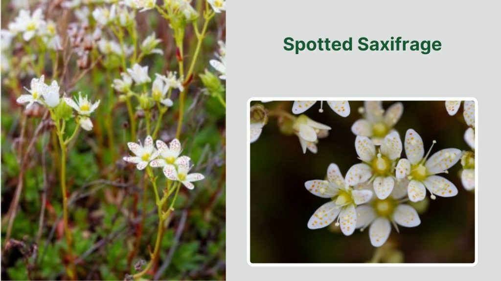 Spotted Saxifrage