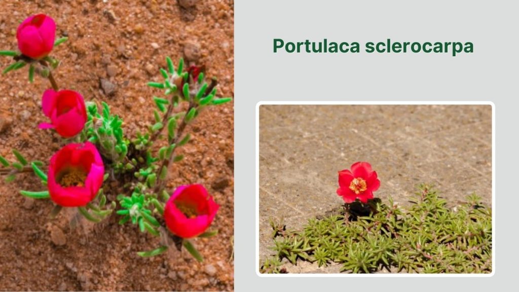 Portulaca sclerocarpa
