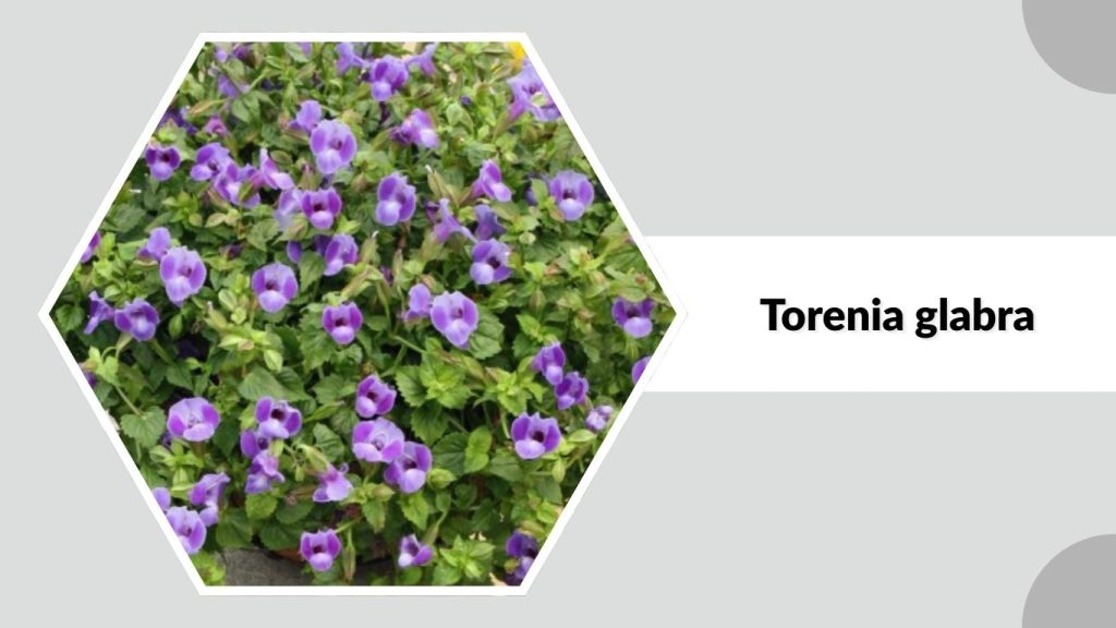 Torenia glabra