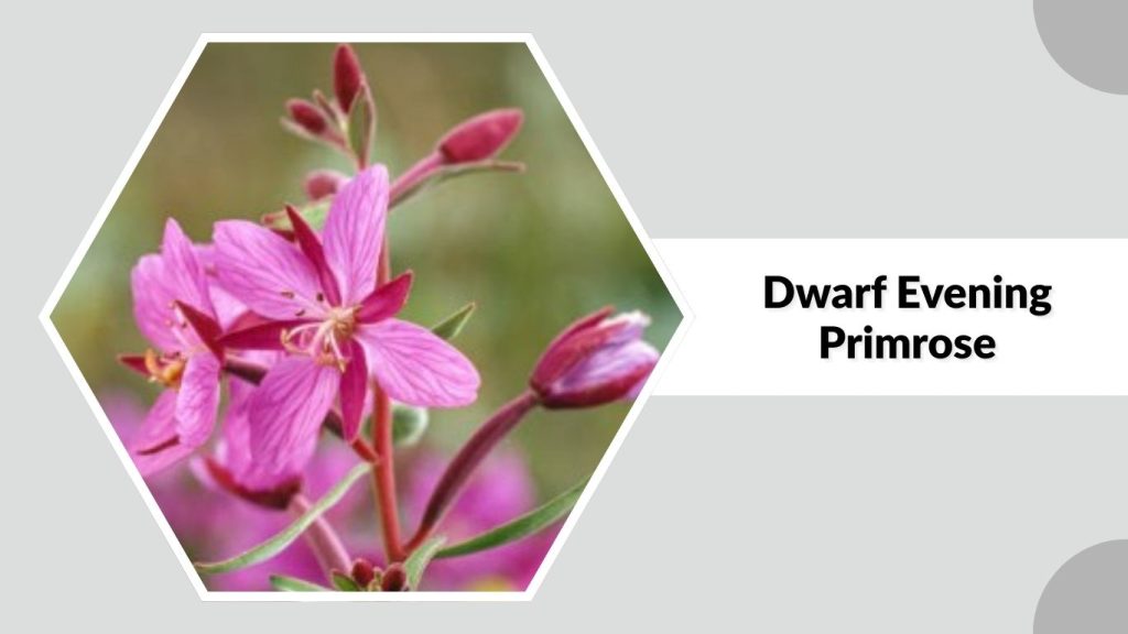 Dwarf Evening Primrose