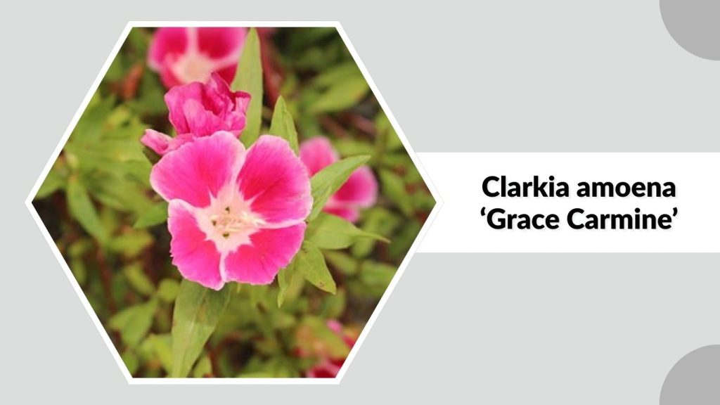 Clarkia amoena ‘Grace Carmine’