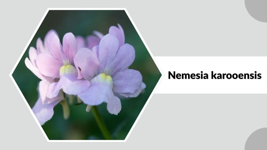 Nemesia karooensis