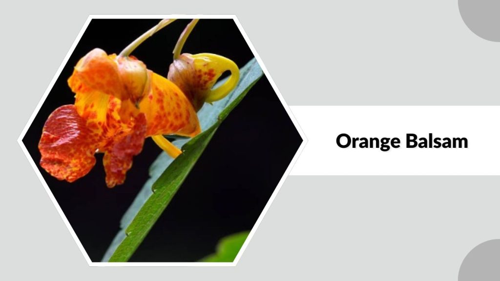 Orange Balsam