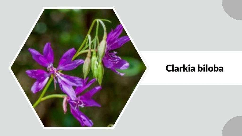 Clarkia biloba