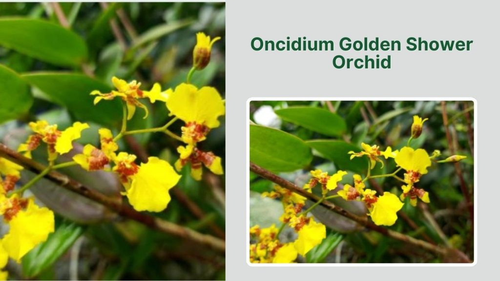 Oncidium Golden Shower Orchid