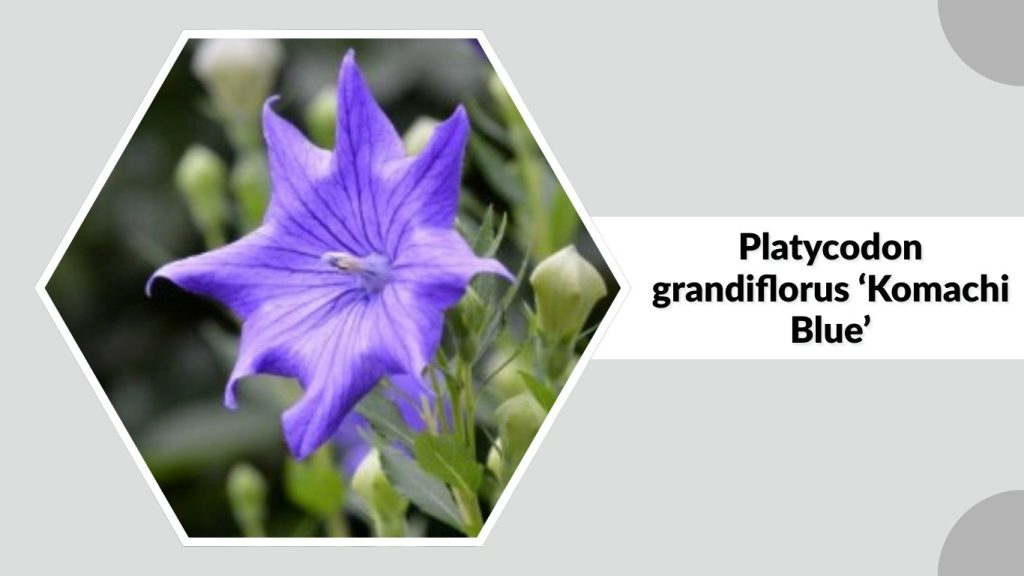 Platycodon grandiflorus ‘Komachi Blue’
