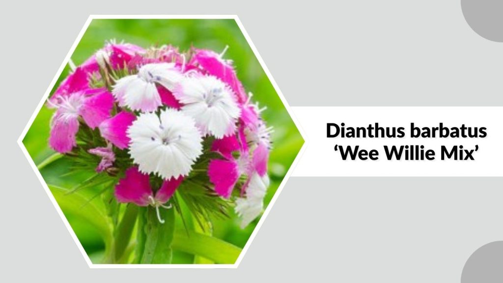 Dianthus barbatus ‘Wee Willie Mix’