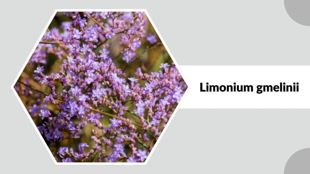 Limonium gmelinii