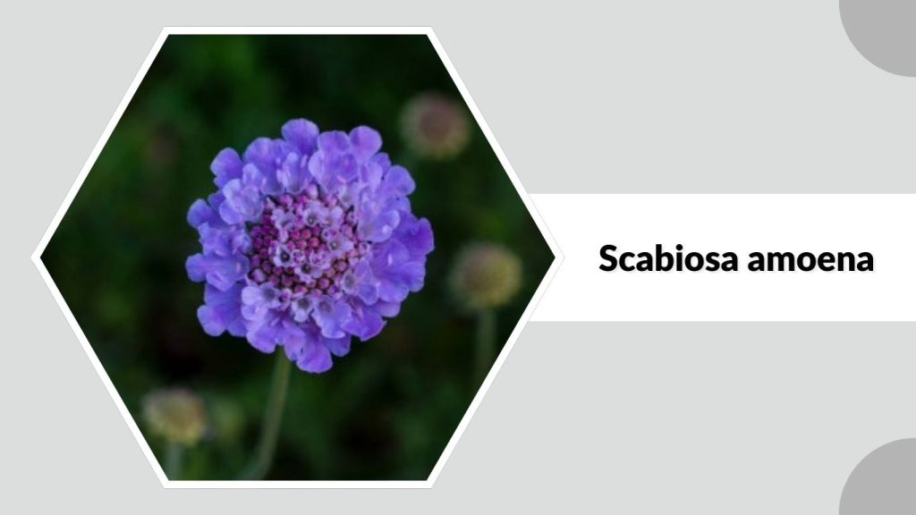 Scabiosa amoena