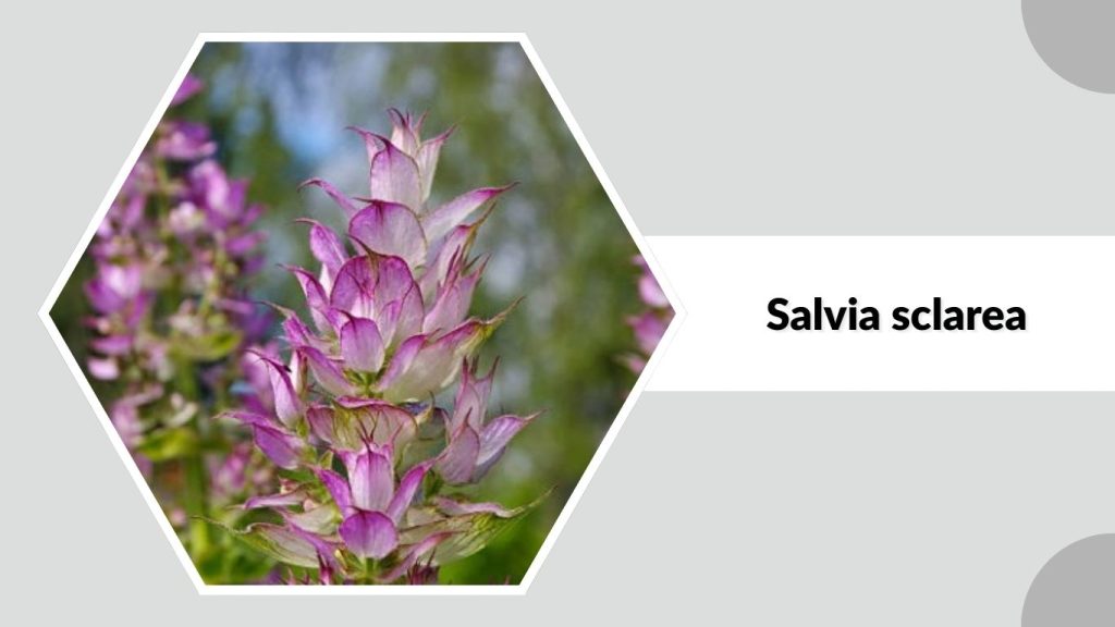 Salvia sclarea