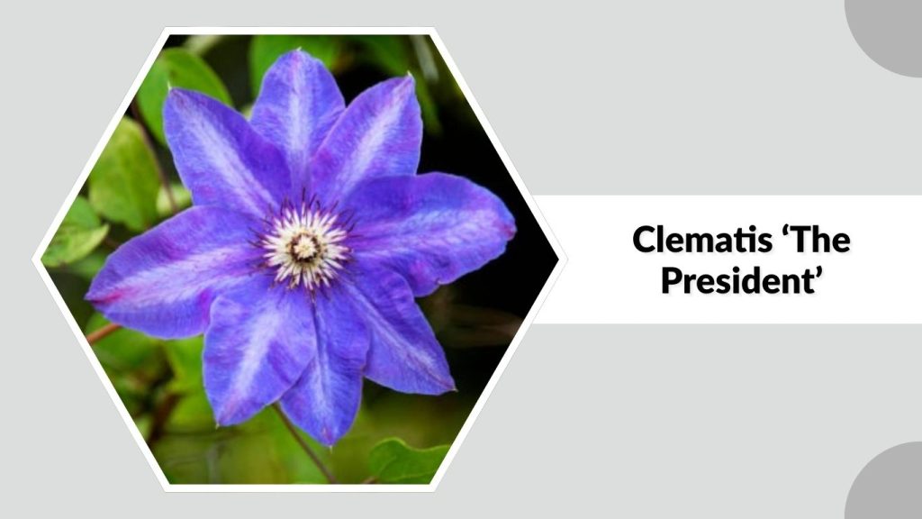 Clematis ‘The President’