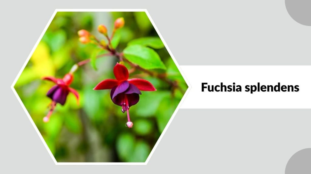 Fuchsia splendens
