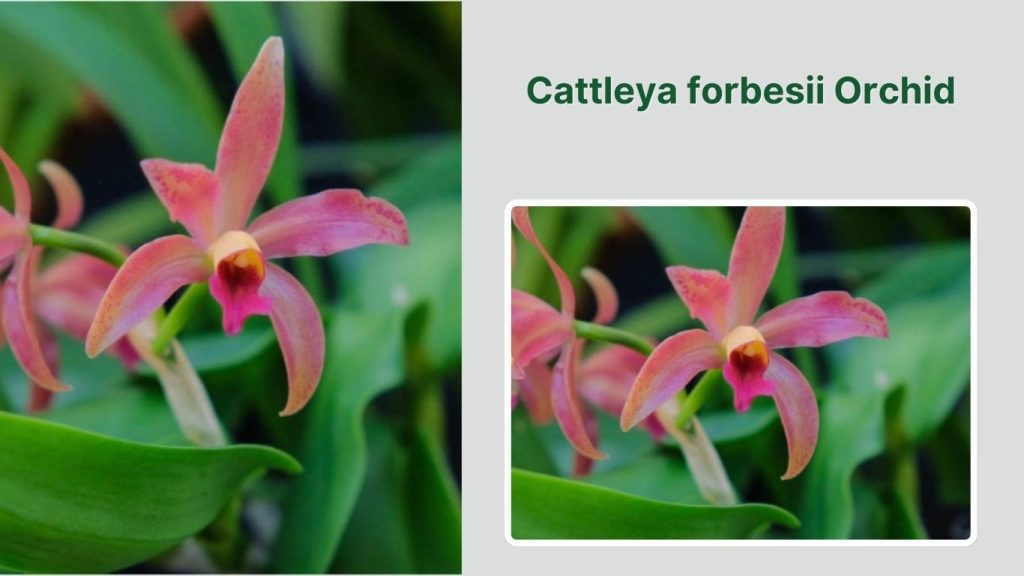  Cattleya forbesii Orchid