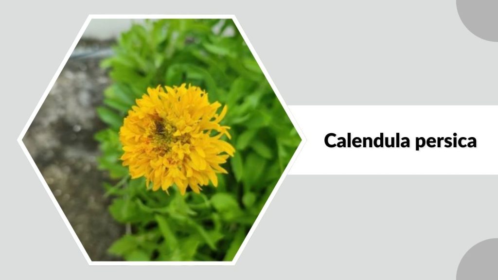  Calendula persica