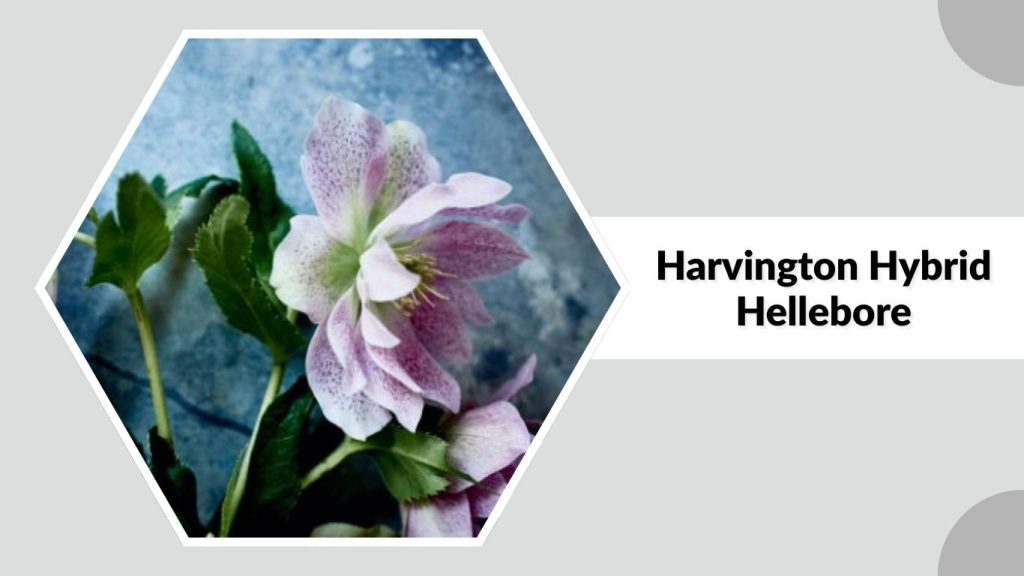 Harvington Hybrid Hellebore