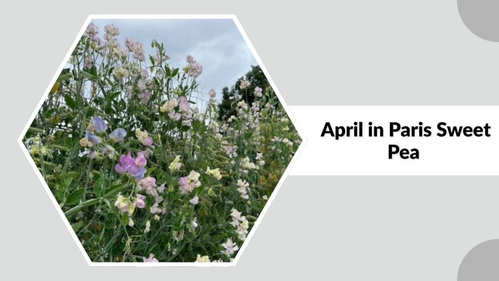 April in Paris Sweet Pea