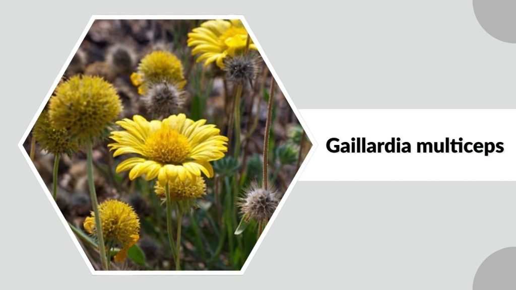Gaillardia multiceps
