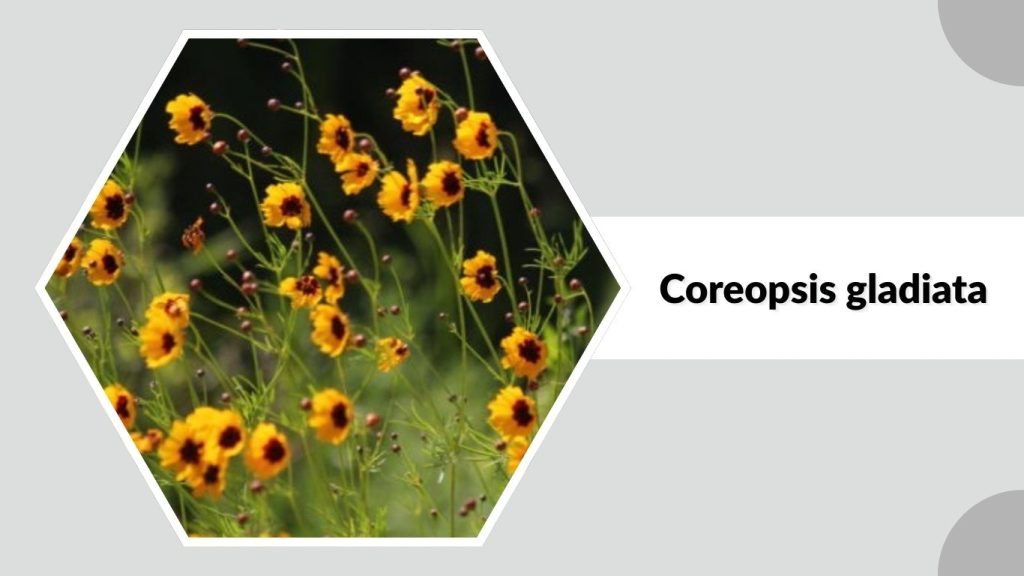 Coreopsis gladiata