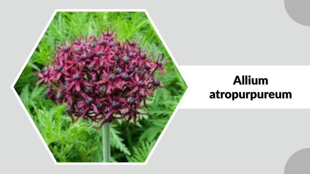 Allium atropurpureum